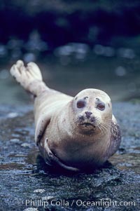 A Pacific harbor seal hauls out on a rock.  This group of harbor seals, which has formed a breeding colony at a small but popular beach near San Diego, is at the center of considerable controversy.  While harbor seals are protected from harassment by the Marine Mammal Protection Act and other legislation, local interests would like to see the seals leave so that people can resume using the beach, Phoca vitulina richardsi, La Jolla, California