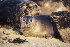 Pacific harbor seals rest while hauled out on a sandy beach.  This group of harbor seals, which has formed a breeding colony at a small but popular beach near San Diego, is at the center of considerable controversy.  While harbor seals are protected from harassment by the Marine Mammal Protection Act and other legislation, local interests would like to see the seals leave so that people can resume using the beach, Phoca vitulina richardsi, La Jolla, California