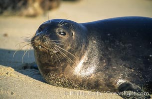 This Pacific harbor seal has an ear with no external ear flaps, marking it as a true seal and not a sea lion.  La Jolla, California.  This group of harbor seals, which has formed a breeding colony at a small but popular beach near San Diego, is at the center of considerable controversy.  While harbor seals are protected from harassment by the Marine Mammal Protection Act and other legislation, local interests would like to see the seals leave so that people can resume using the beach, Phoca vitulina richardsi