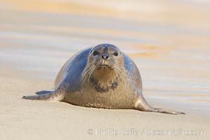 Pacific harbor seal on wet sandy beach, Phoca vitulina richardsi, La Jolla, California