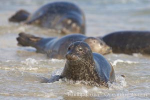 Pacific harbor seals on sandy beach at the edge of the ocean, Phoca vitulina richardsi, La Jolla, California
