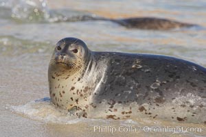 Pacific harbor seal washed by the ocean on sandy beach, Phoca vitulina richardsi, La Jolla, California