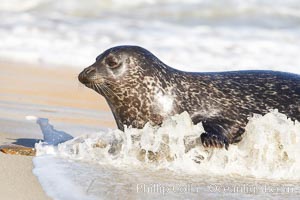 Pacific harbor seal washed by the ocean on sandy beach, Phoca vitulina richardsi, La Jolla, California