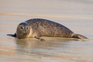 Pacific harbor seal on wet sandy beach, Phoca vitulina richardsi, La Jolla, California