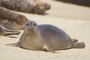 Pacific harbor seal, Phoca vitulina richardsi, La Jolla, California