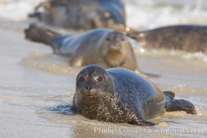 Pacific harbor seal on wet sandy beach, Phoca vitulina richardsi, La Jolla, California