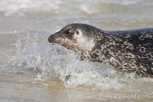 Pacific harbor seal washed by the ocean on sandy beach, Phoca vitulina richardsi, La Jolla, California