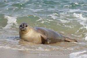 Pacific harbor seal washed by the ocean on sandy beach, Phoca vitulina richardsi, La Jolla, California