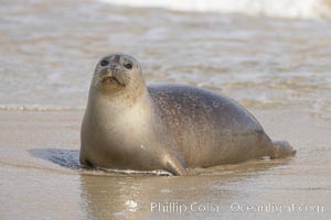 Pacific harbor seal on wet sandy beach, Phoca vitulina richardsi, La Jolla, California