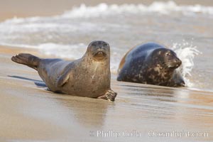 Pacific harbor seals on sandy beach at the edge of the ocean, Phoca vitulina richardsi, La Jolla, California