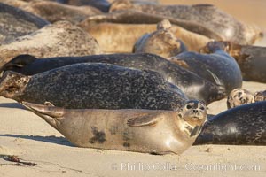 Pacific harbor seal, Phoca vitulina richardsi, La Jolla, California