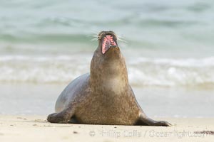 Pacific harbor seal yawns and stretches on a sandy beach, Phoca vitulina richardsi, La Jolla, California