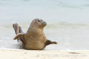 Pacific harbor seal stretches on a sandy beach, Phoca vitulina richardsi, La Jolla, California