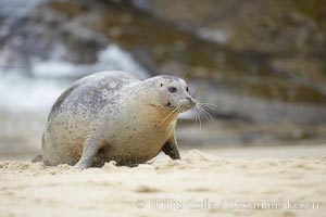 Pacific harbor seal, Phoca vitulina richardsi, La Jolla, California