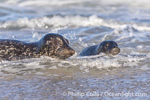 Pacific harbor seal mother and newborn pup, at the edge of the ocean at the Children's Pool in La Jolla. This pup was born just hours before, and was soon in the ocean learning to swim, Phoca vitulina richardsi