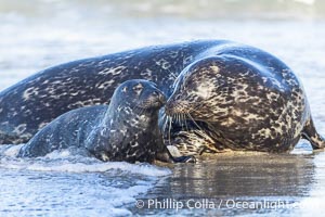 Pacific harbor seal mother nuzzling her newborn pup, at the edge of the ocean at the Children's Pool in La Jolla. Mothers will nuzzle and touch their young pups frequently to solidify their bond, Phoca vitulina richardsi