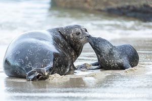 Pacific harbor seal mother nuzzles her newborn pup. Mothers and pups will frequently nuzzle and touch to reassure the pup and solidify their nurturing bond, Phoca vitulina richardsi, La Jolla, California