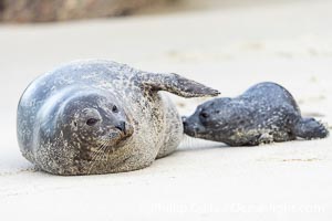 Pacific harbor seal mother and newborn pup, at the edge of the ocean at the Children's Pool in La Jolla, Phoca vitulina richardsi