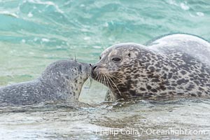 Pacific harbor seal mother nuzzling her newborn pup, something they do constantly to help solidify the nurturing bond and reassure the young seal, Phoca vitulina richardsi, La Jolla, California