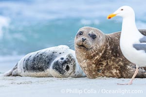 Harbor Seal Mother and Pup watch a Western Gull. The gull may be looking for placental material on the beach during pupping season, Phoca vitulina richardsi, La Jolla, California