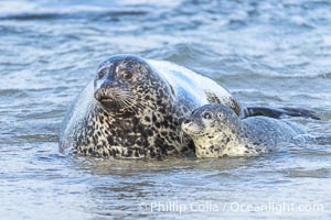 Pacific harbor seal mother and young pup, only days old, on the beach at Childrens Pool in La Jolla, Phoca vitulina richardsi