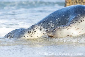 Pacific harbor seal mother nuzzles her young pup, at the edge of the ocean at the Children's Pool in La Jolla, Phoca vitulina richardsi