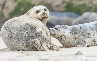 A young Pacific Harbor Seal pup nursing. Mother harbor seals will only nurse their pups for about four to six weeks, at which point the small seal is weaned and must begin to forage and fend for itself. That short period of time is crucial for the young seal to learn how to hunt, socialize and swim, Phoca vitulina richardsi, La Jolla, California