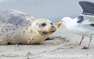 Harbor Seal Stares Down a Western Seagull, Phoca vitulina richardsi, La Jolla, California