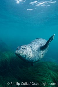 A Pacific harbor seal swims over surf grass in the protected waters of Childrens Pool in La Jolla, California.  This group of harbor seals, which has formed a breeding colony at a small but popular beach near San Diego, is at the center of considerable controversy.  While harbor seals are protected from harassment by the Marine Mammal Protection Act and other legislation, local interests would like to see the seals leave so that people can resume using the beach, Phoca vitulina richardsi