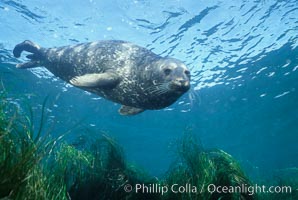 A Pacific harbor seal swims over surf grass in the protected waters of Childrens Pool in La Jolla, California.  This group of harbor seals, which has formed a breeding colony at a small but popular beach near San Diego, is at the center of considerable controversy.  While harbor seals are protected from harassment by the Marine Mammal Protection Act and other legislation, local interests would like to see the seals leave so that people can resume using the beach.