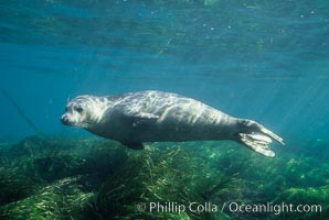 A Pacific harbor seal swims over surf grass in the protected waters of Childrens Pool in La Jolla, California.  This group of harbor seals, which has formed a breeding colony at a small but popular beach near San Diego, is at the center of considerable controversy.  While harbor seals are protected from harassment by the Marine Mammal Protection Act and other legislation, local interests would like to see the seals leave so that people can resume using the beach, Phoca vitulina richardsi