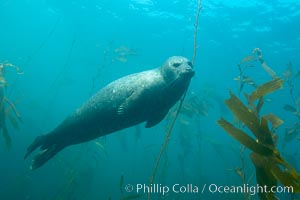 Harbor seal underwater, Phoca vitulina richardsi, La Jolla, California