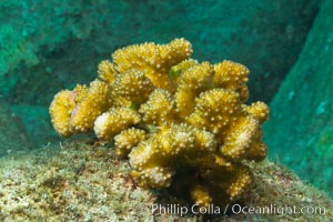 Unidentified hard coral, Sea of Cortez