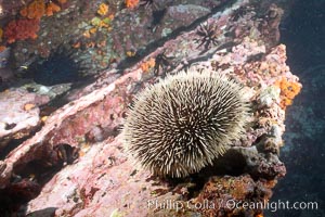 Unidentified hard coral and encrusting sponge, Cousins