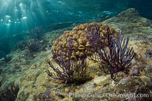 Hard coral and gorgonian, Sea of Cortez, Baja California, Mexico