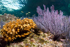 Hard coral and gorgonian, Sea of Cortez, Baja California, Mexico