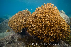 Hard Coral, Isla Espiritu Santo, Sea of Cortez, Baja California, Mexico
