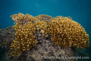 Hard Coral, Isla Espiritu Santo, Sea of Cortez, Baja California, Mexico