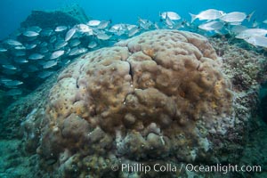 Hard Coral, Isla Espiritu Santo, Sea of Cortez, Baja California, Mexico