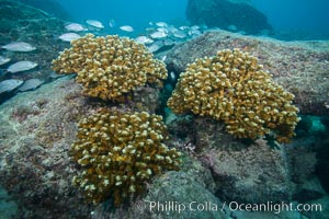 Hard Coral, Isla Espiritu Santo, Sea of Cortez, Baja California, Mexico