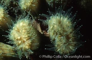 Hard coral polyps, Roatan