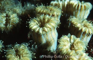 Hard coral polyps, Roatan