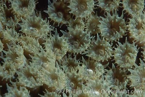 Hard coral polyps, Roatan