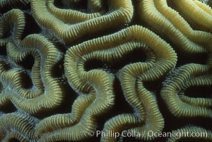 Hard coral polyps, Roatan