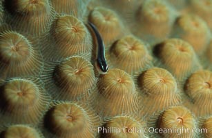 Hard coral polyps, Roatan