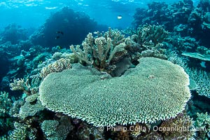 Table coral. Hard corals are the builders of enormous coral reefs. Fijian Islands