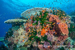 Hard corals are the builders of enormous coral reefs. Fijian Islands, Tubastrea micrantha