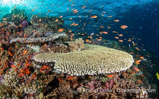 Hard corals are the builders of enormous coral reefs. Fijian Islands, Vatu I Ra Passage, Bligh Waters, Viti Levu Island
