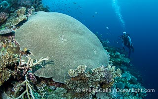 Hard corals are the builders of enormous coral reefs. Fijian Islands, Vatu I Ra Passage, Bligh Waters, Viti Levu Island