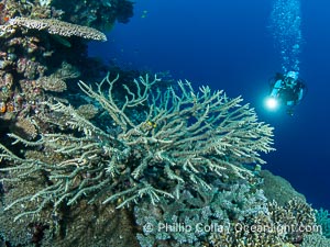 Hard corals are the builders of enormous coral reefs. Fijian Islands